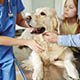 Could Your Dog Qualify for a Tax Break? A New Proposal Says ‘Yes!’